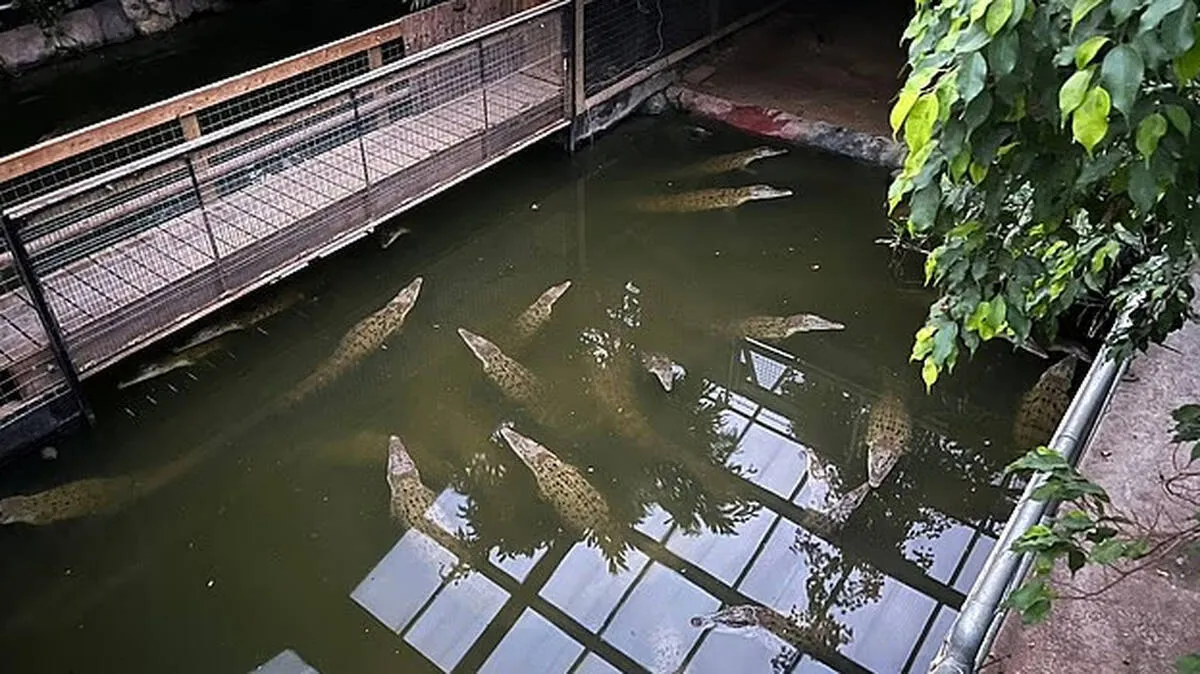crocodile crocodile
