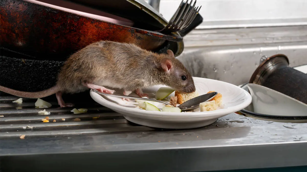 rat