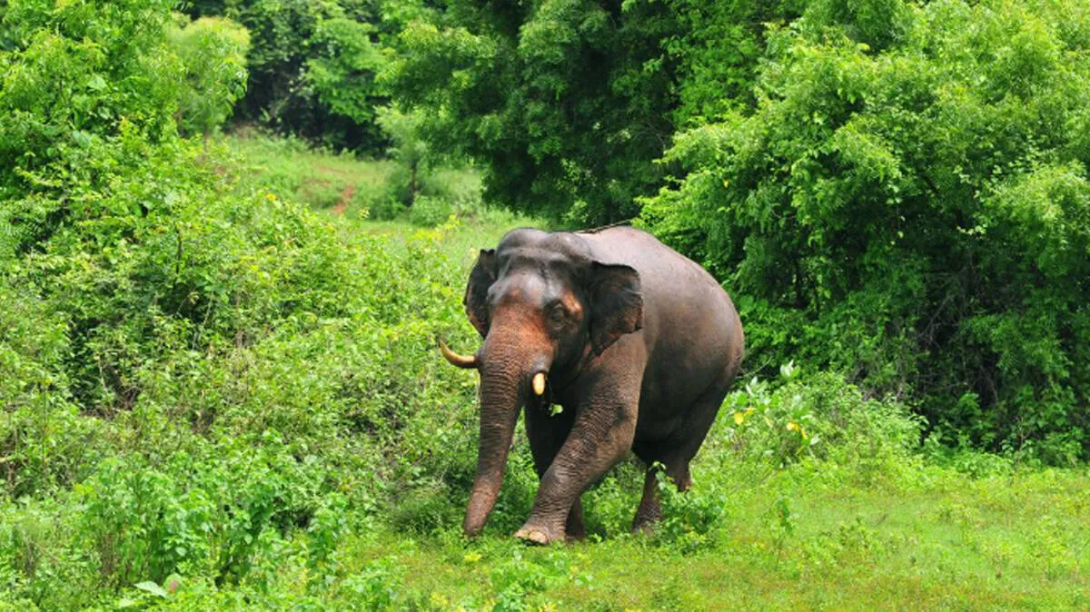 wild-elephant