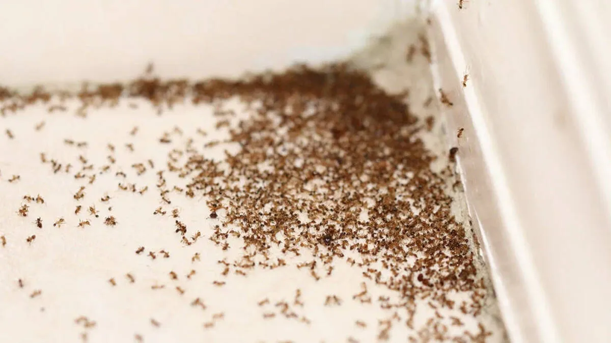 ant