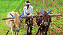 pesticides-used-in-india