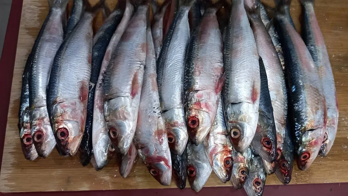 fish