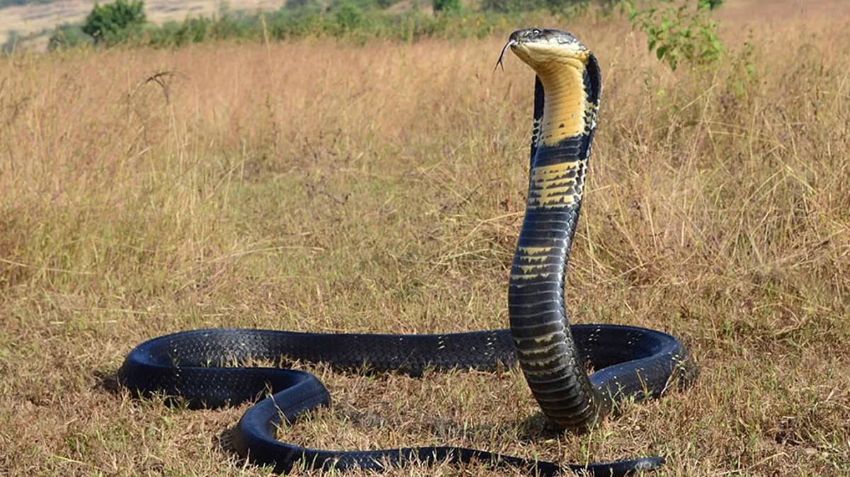 king-cobra