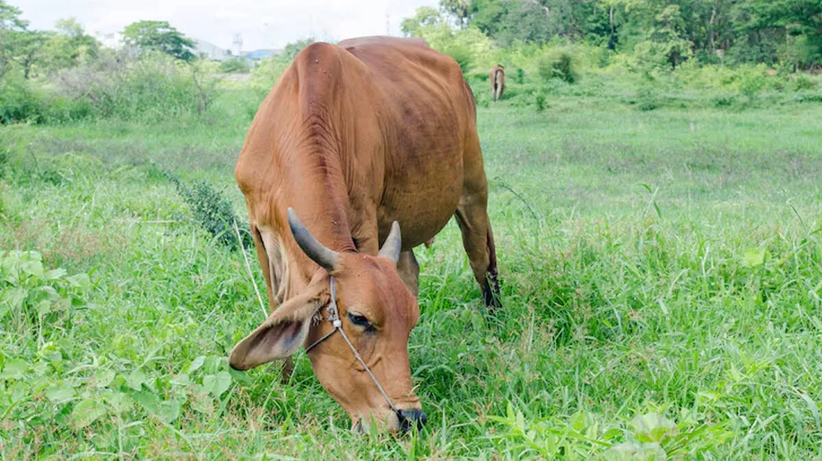 cow cow