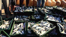 fish-price-raised-so-high-says-reports