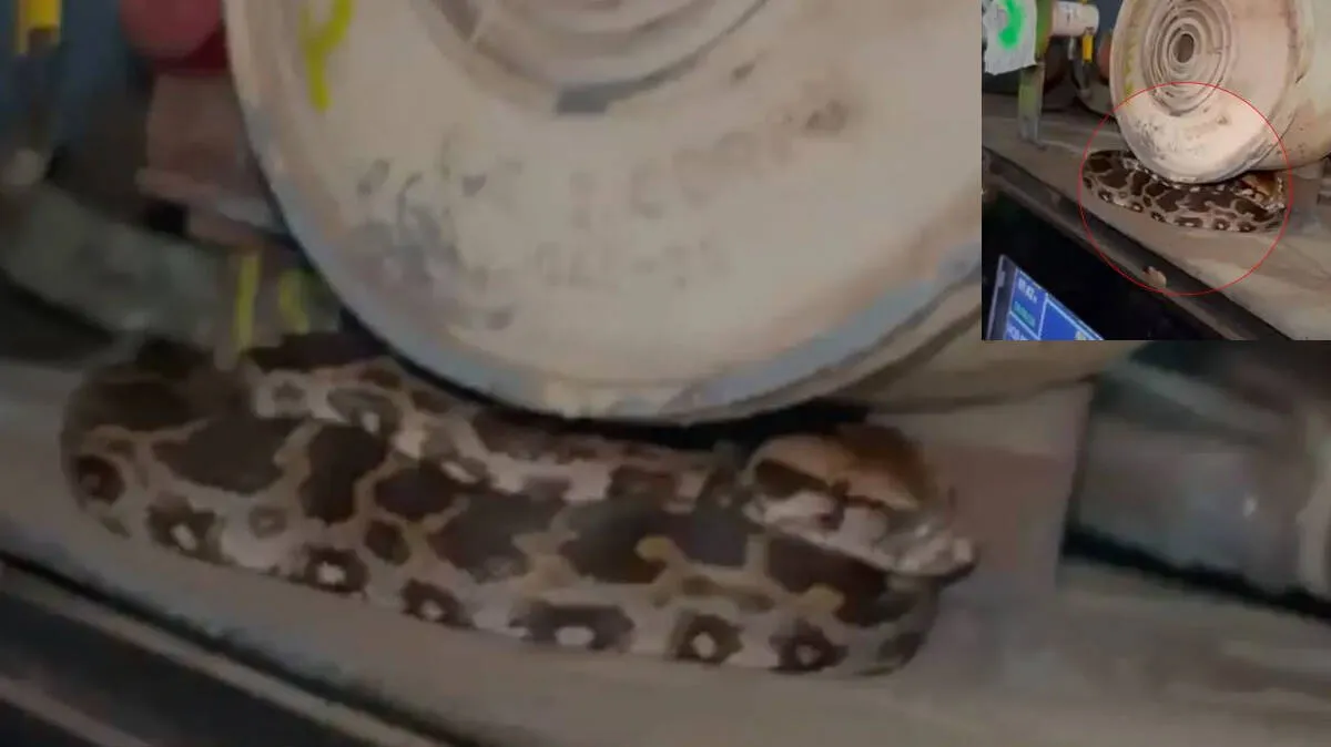 snake
