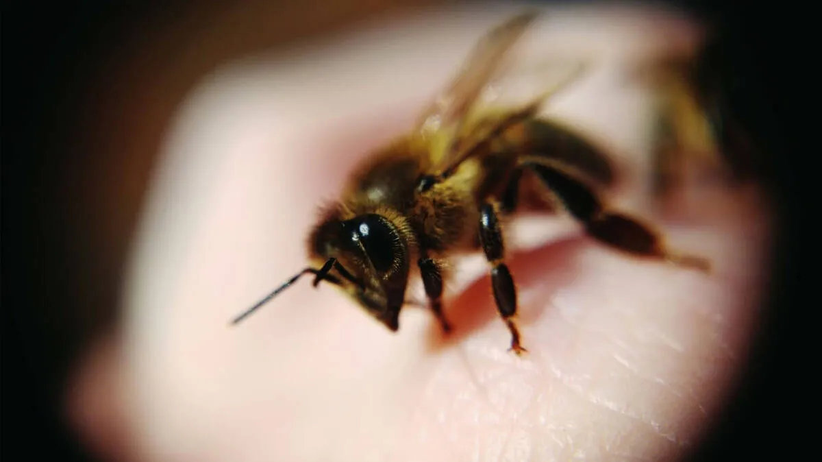 bee