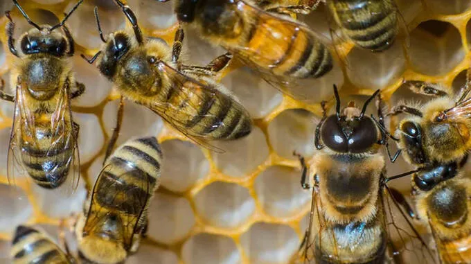 bee