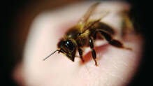 honey-bees-dis-after-stinging-humans