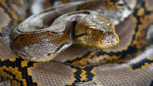 electricity-bill-exposed-illegal-python-breeding-china