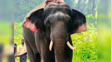 people-demand-service-of-konni-surendran-for-wild-tusker-issue