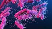 shigella-updates
