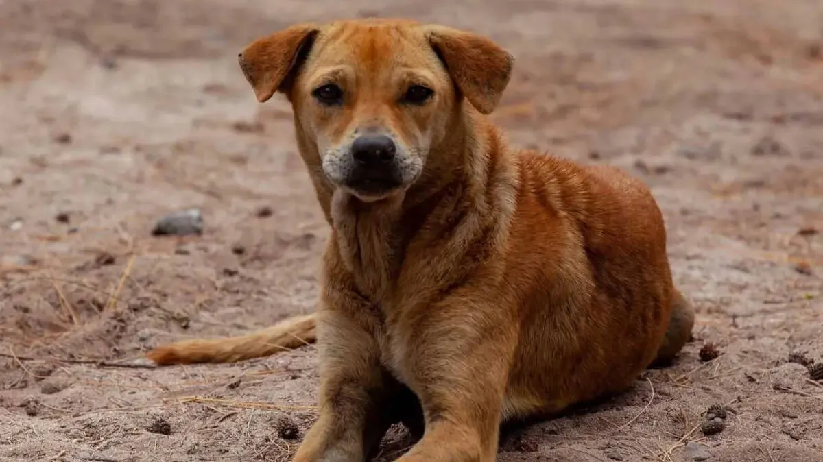 dog