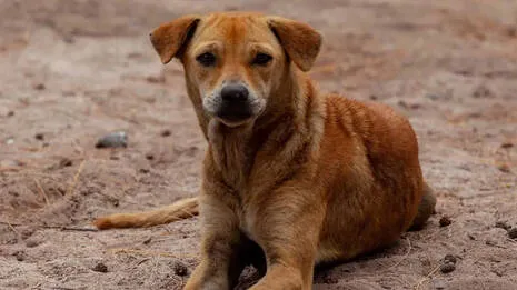 dog.1.3903531