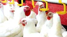 the-reason-behind-closure-of--poultrifarm