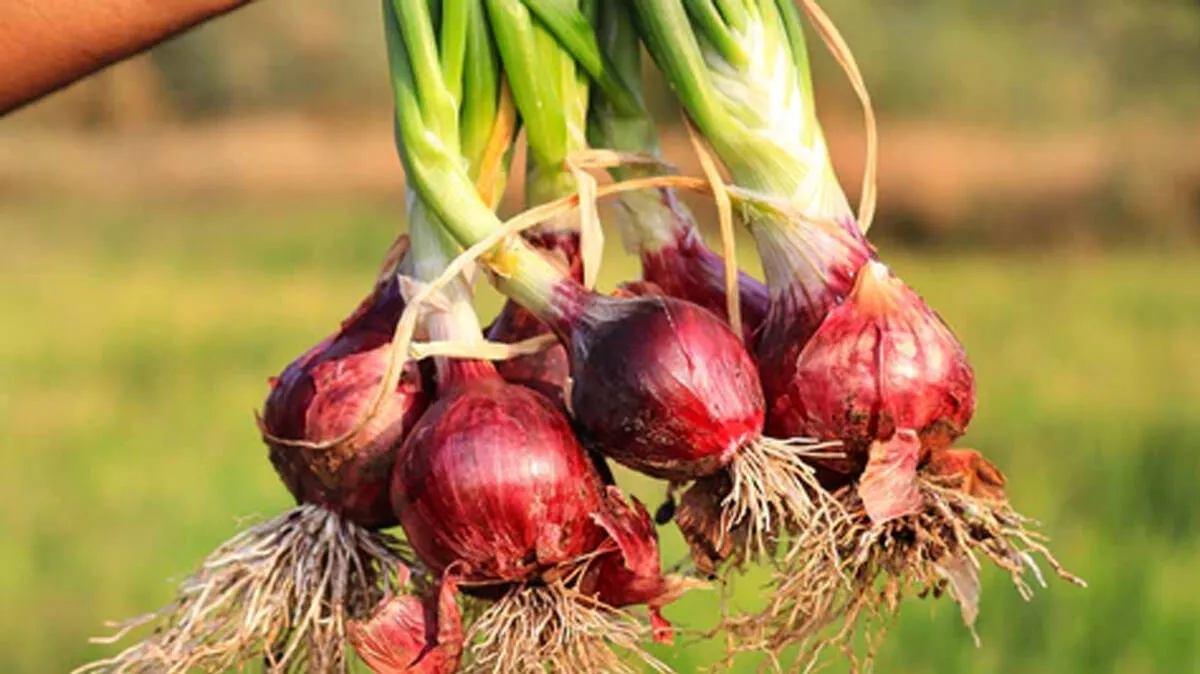 onion