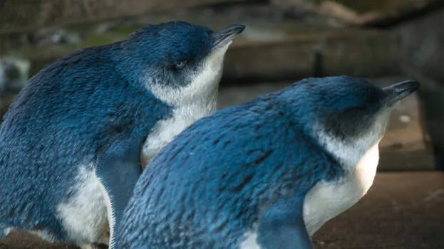 -blue-fairy-penguins