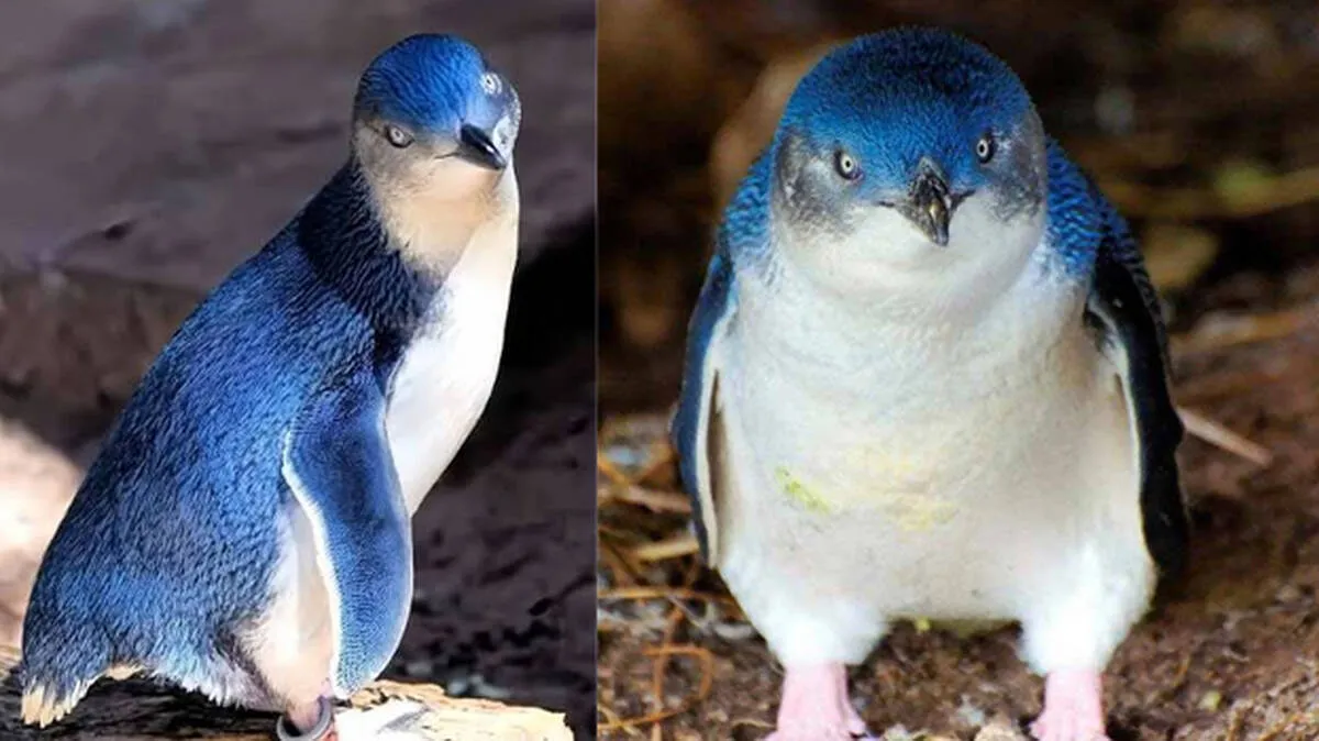 -blue-penguins