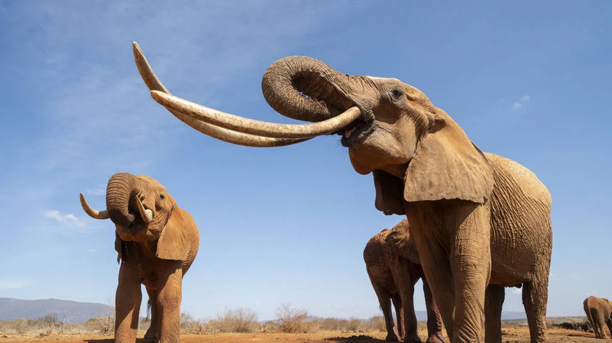 elephant