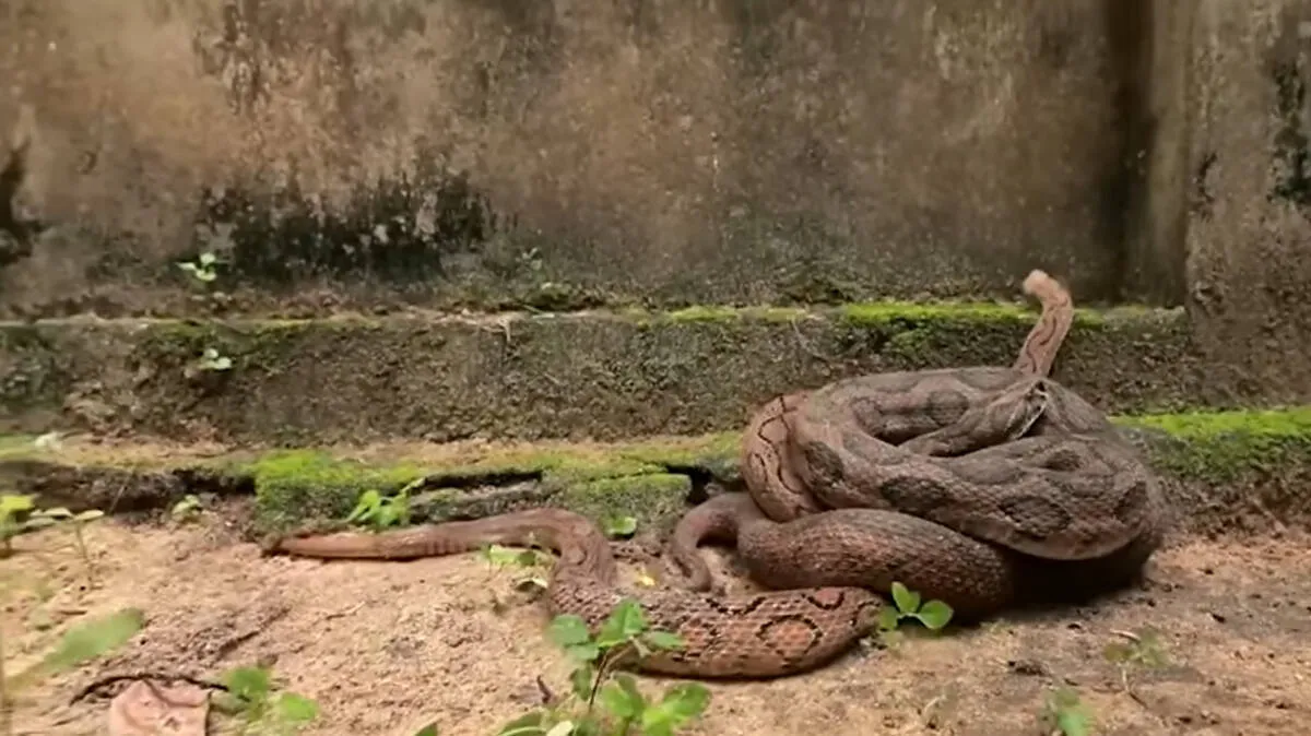 snake