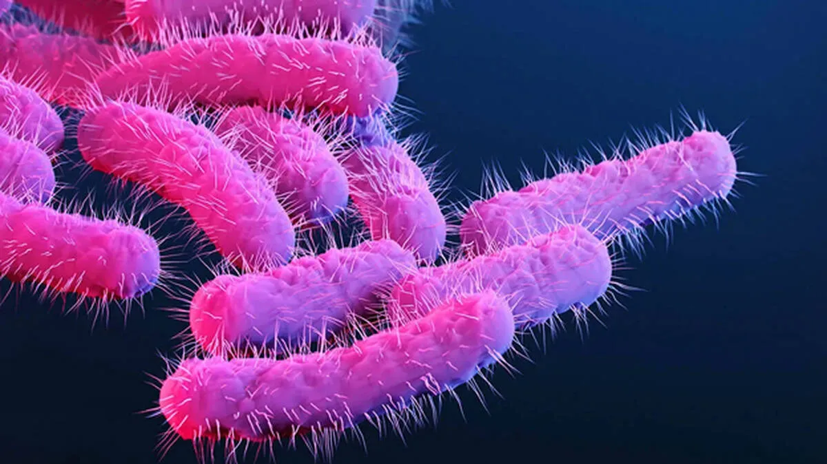 shigella