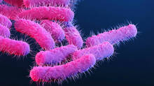 eight-more-shigella-cases-reported-in-kerala