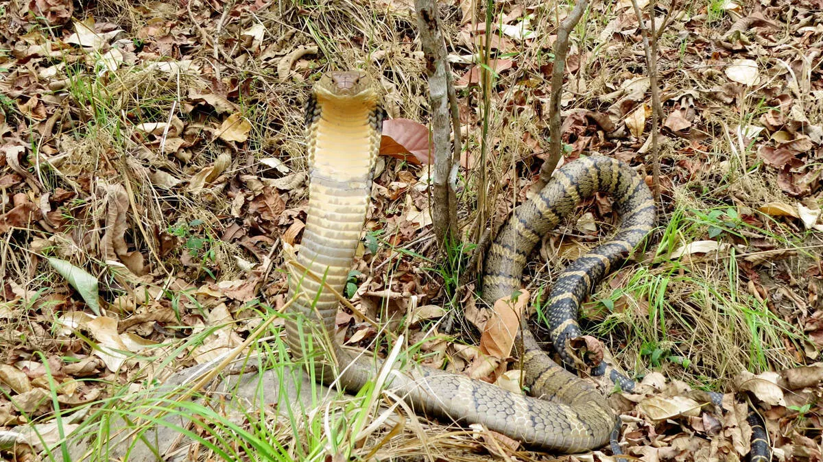 snakebite