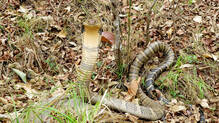 hospitals-near-mount-everest-stores-snake-antivenom
