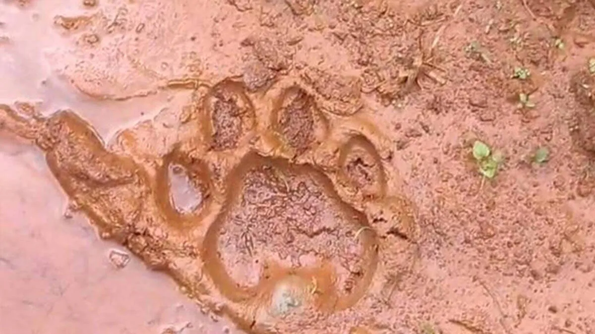 tiger