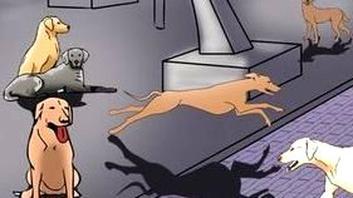 dd
