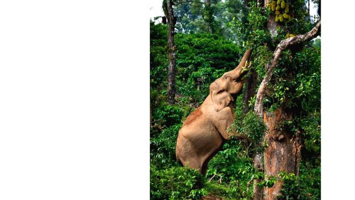elephant