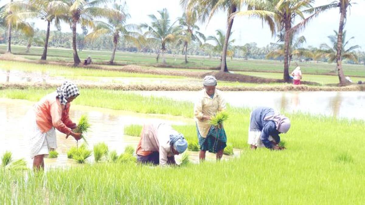 farmer