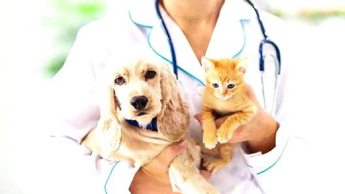 doctor doctor