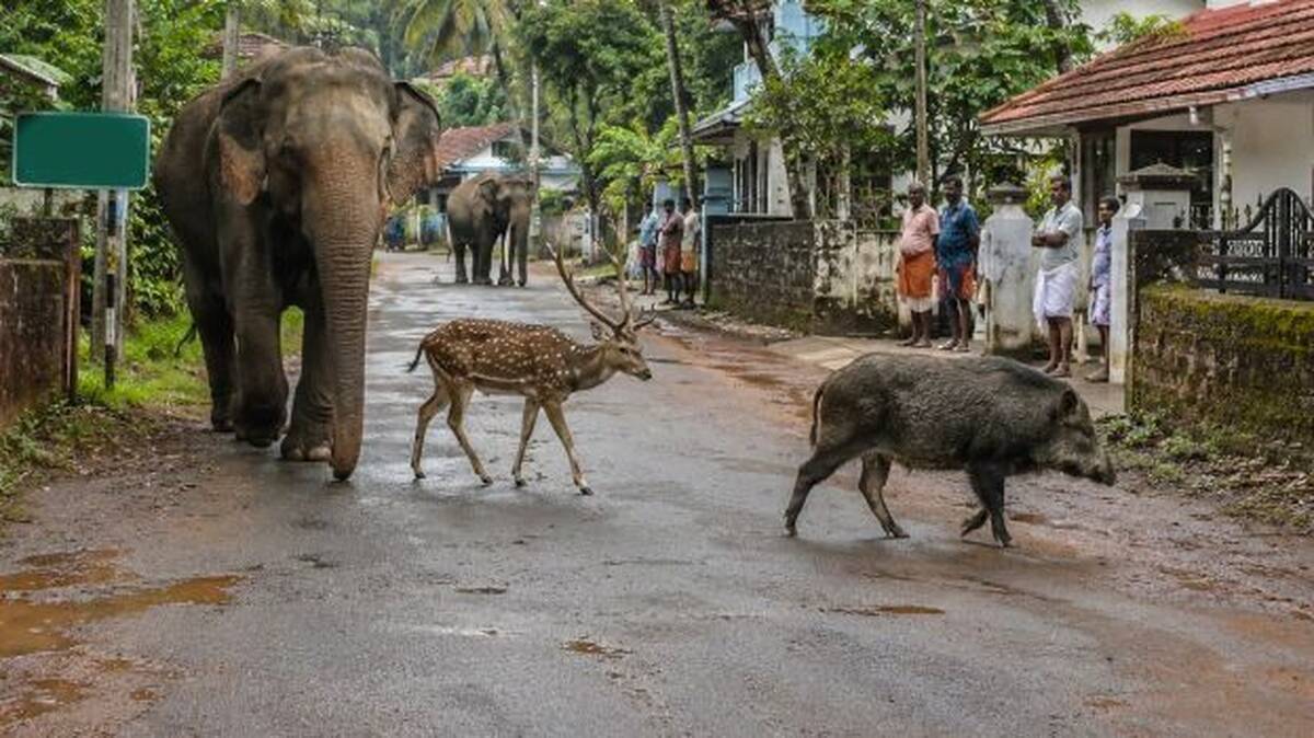 wild-animal