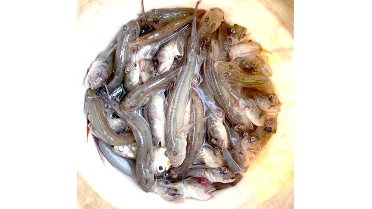 fish