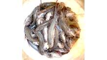 fish