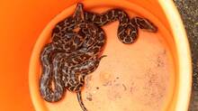 snake