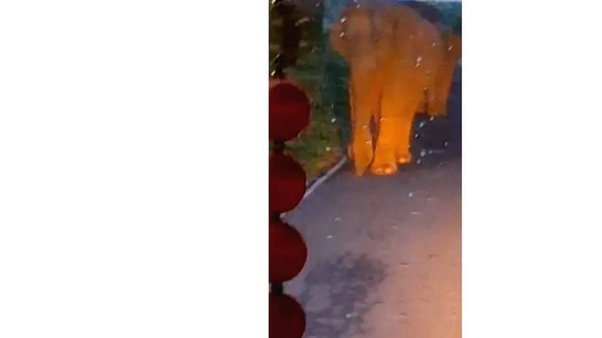 elephant-