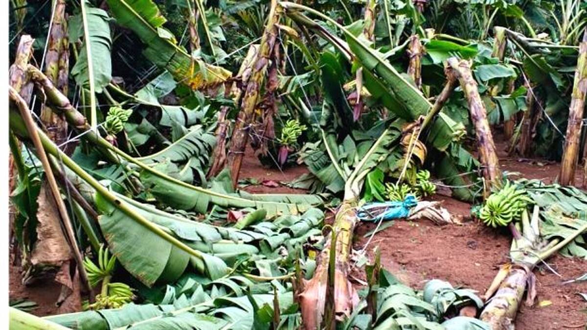 plantain