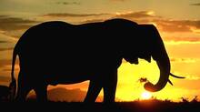 elephant-attack