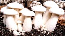 mushroom