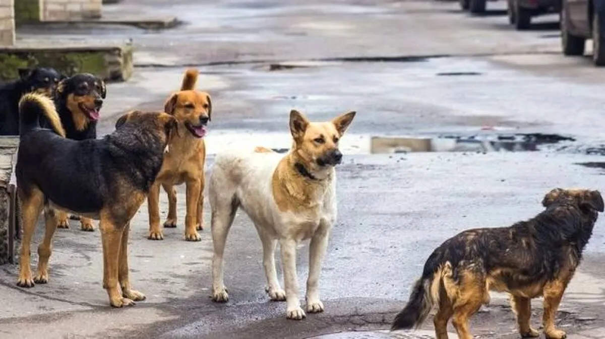 street-dog- street-dog-