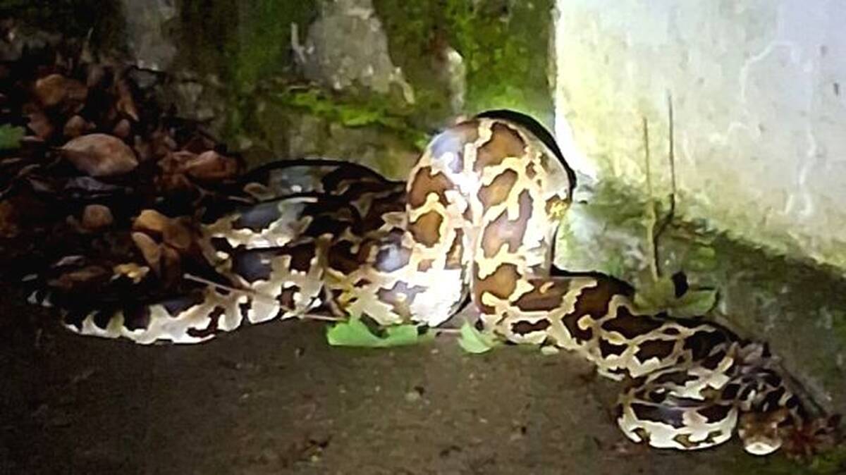 snake