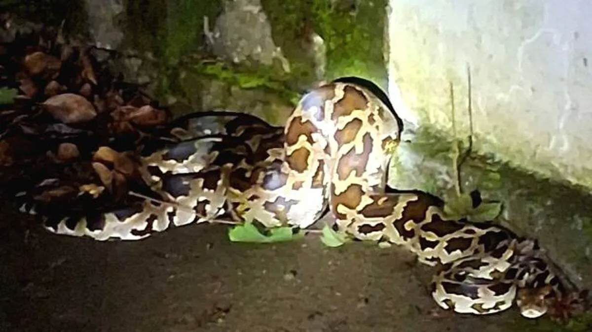 snake snake