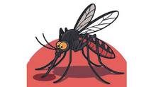 mosquito