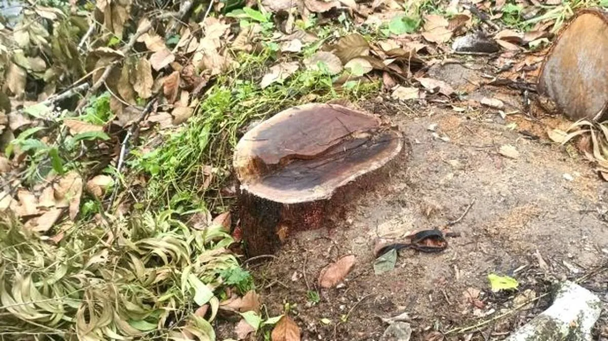 tree