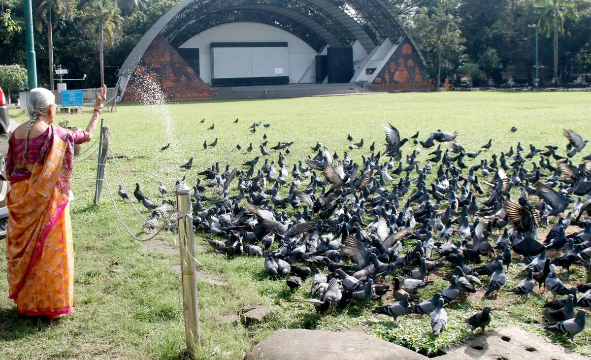 pegeon