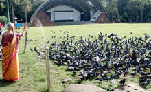 pegeon