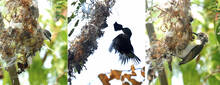 birds