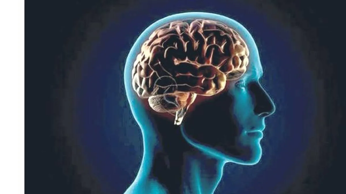 brain brain